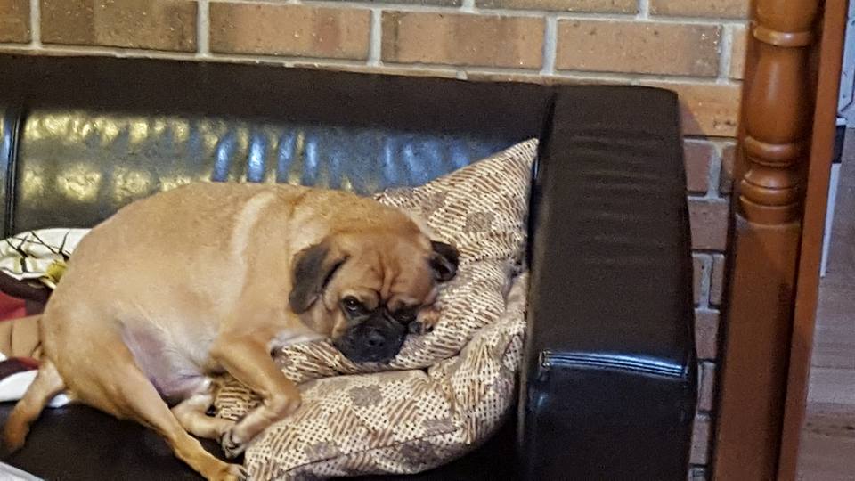 leo on cushion