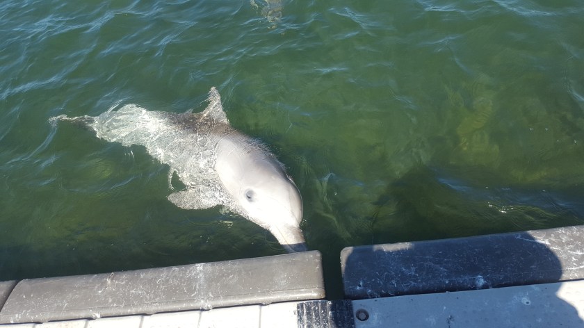 Uma phone 1st oct 489.jpg